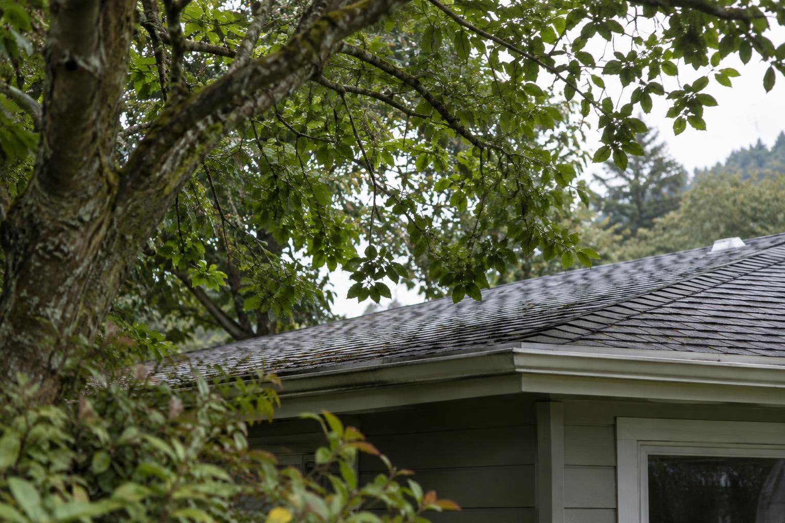 Shaded Roofs and Persistent Moisture in Marin County